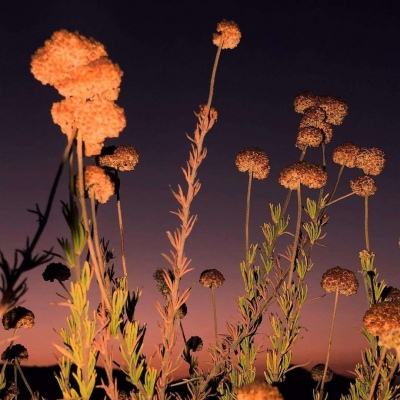 澳门新葡萄新京8883手机app下载截图